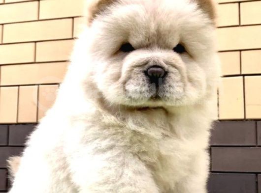 Aslan Gibi Chow Chow Yavrusu