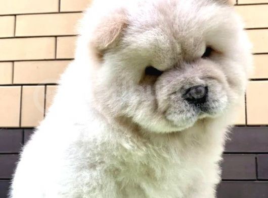 Aslan Gibi Chow Chow Yavrusu görsel