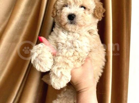Minik Apricot Toy Poodle Bebek görsel