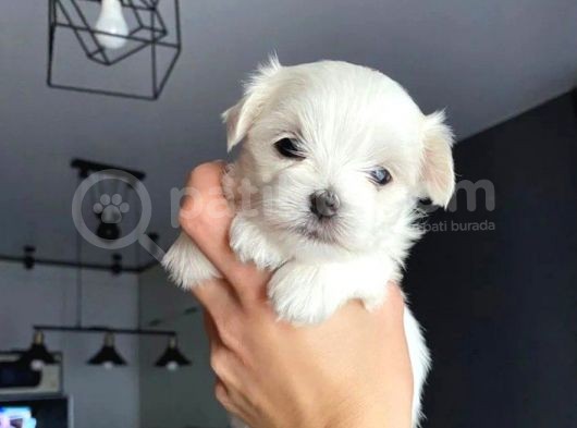 Mükemmel Maltese Terrier Bebekler