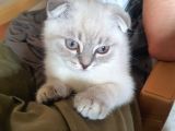 A Kalite British Shorthair