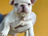 Orijinal French Bulldog Yavrular