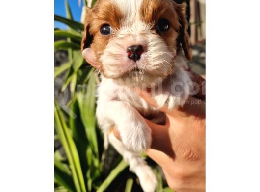 Cavalier King Charles Yavrular