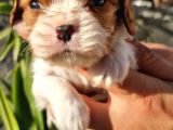 Cavalier King Charles Yavrular