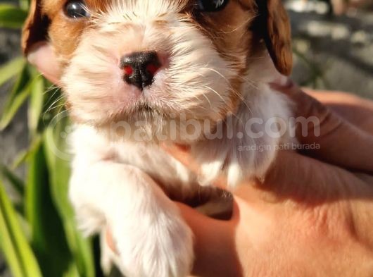 Cavalier King Charles Yavrular görsel