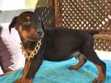 Irk Ve Sağlık Garantili Doberman Bebeklerimiz