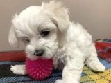 Muhteşem kalite maltese terrier yavrusu