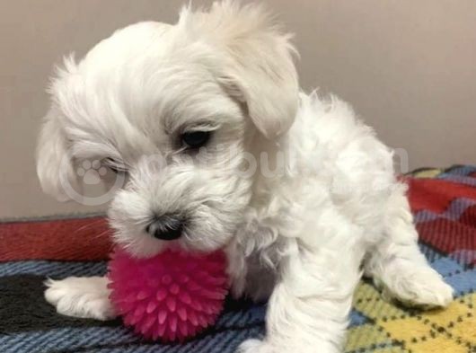 Muhteşem Kalite Maltese Terrier Yavrusu
