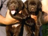 A Secereli Labrador Retriever Yavrular