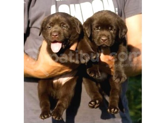 A Secereli Labrador Retriever Yavrular görsel
