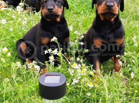 Üst Kali̇te King Doberman Yavrular görsel