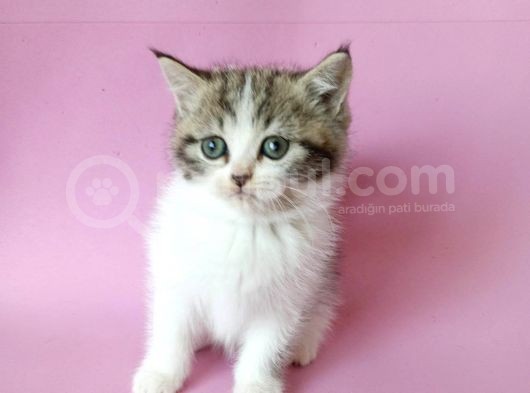 British Sorthair Bicolor Tabby - Bayrama Özel Uygun