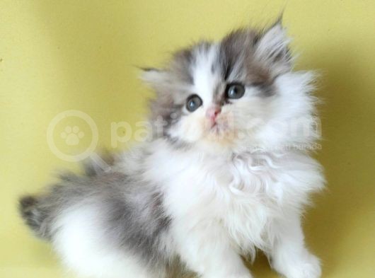 Persian Iran Dollface Bicolor - Bayrama Özel Uygun