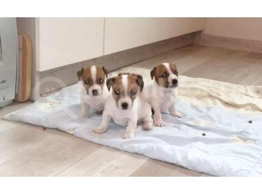 Kısa Bacak Maskeli Jack Russel Yavrular