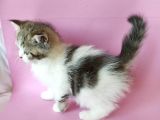 British Sorthair Bicolor Tabby - Bayrama Özel Uygun