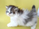 Persian Iran Dollface Bicolor - Bayrama Özel Uygun