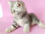 British Sorthair Silver Tabby - Bayrama Özel Uygun