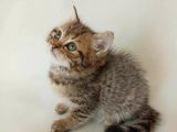 British Sorthair Brown Tabby - Bayrama Özel Uygun