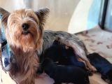 Yorkshire Yavru Bursa Köpek Okulu