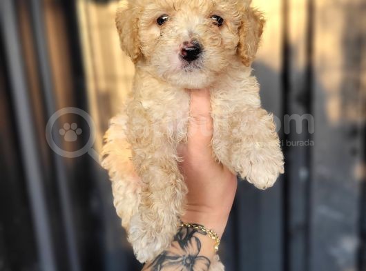Maltipoo Yavru Bursa Köpek Okulu görsel
