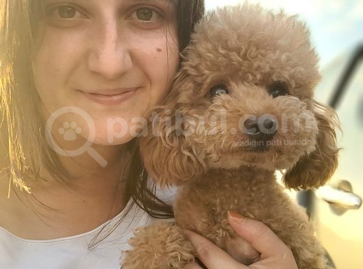 Maltipoo Yavru Bursa Köpek Okulu görsel