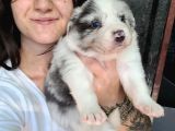 Border Collie Yavru Bursa Köpek Okulu