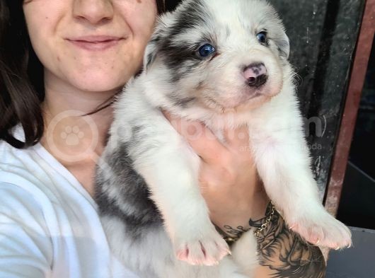Border Collie Yavru Bursa Köpek Okulu görsel