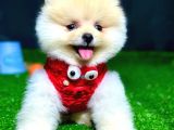 Pomeranian Boo