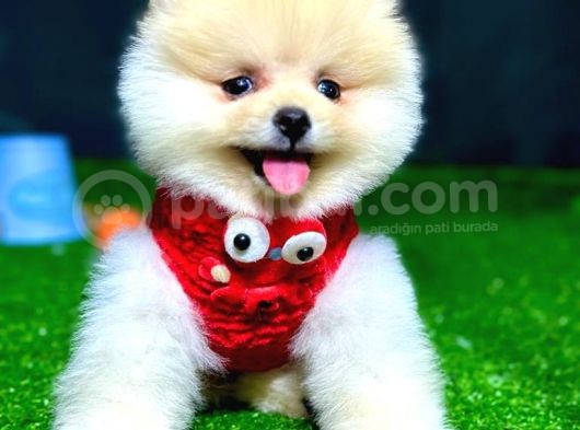 Pomeranian Boo görsel