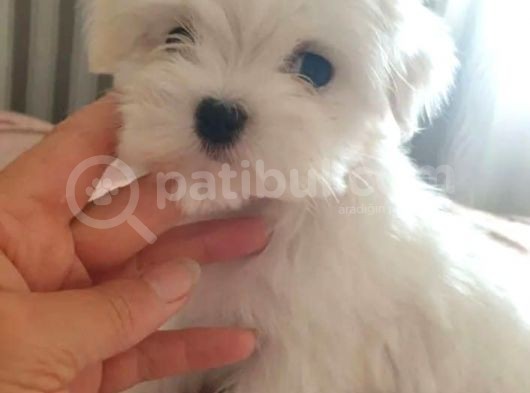 Mini Mini Maltese Yavruları