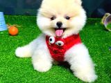 Pomeranian Boo