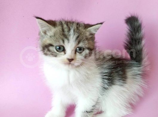 British Sorthair Bicolor Tabby - Bayrama Özel Uygun görsel
