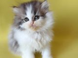 Persian Iran Dollface Bicolor - Bayrama Özel Uygun