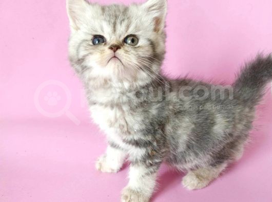 British Sorthair Silver Tabby - Bayrama Özel Uygun görsel
