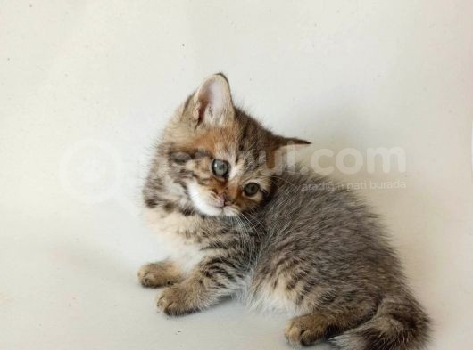 British Sorthair Brown Tabby - Bayrama Özel Uygun görsel