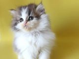 Persian Iran Dollface Bicolor - Bayrama Özel Uygun