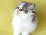 Persian Iran Dollface Bicolor - Bayrama Özel Uygun