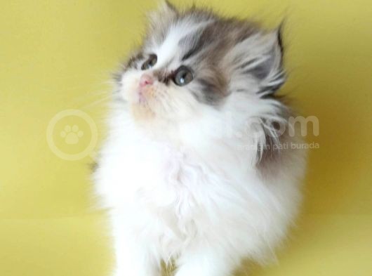 Persian Iran Dollface Bicolor - Bayrama Özel Uygun görsel