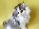 Persian Iran Dollface Bicolor - Bayrama Özel Uygun