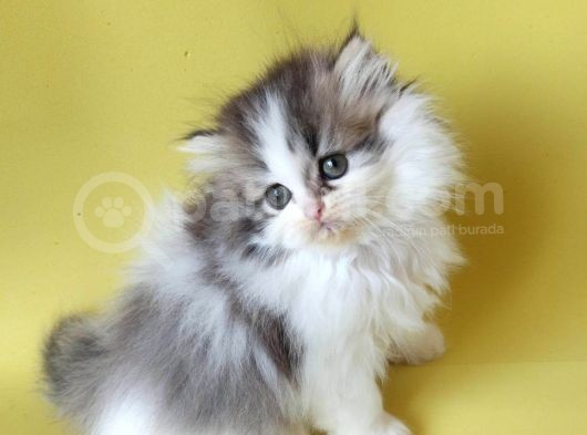 Persian Iran Dollface Bicolor - Bayrama Özel Uygun görsel