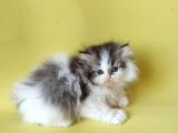 Persian Iran Dollface Bicolor - Bayrama Özel Uygun