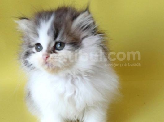 Persian Iran Dollface Bicolor - Bayrama Özel Uygun görsel
