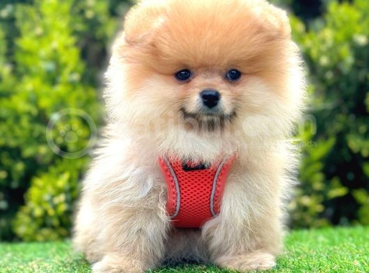 Teddy Face Ori̇ji̇nal Pomerani̇an Boo Yavrularimiz görsel