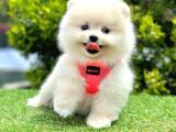 Teddy Face Ori̇ji̇nal Pomerani̇an Boo Yavrularimiz