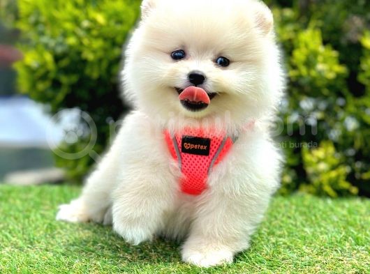 Teddy Face Ori̇ji̇nal Pomerani̇an Boo Yavrularimiz görsel