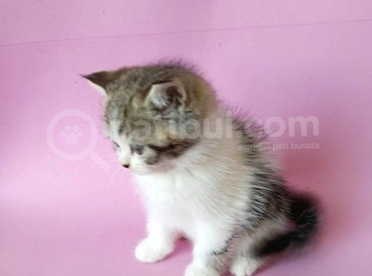 British Sorthair Bicolor Tabby - Bayrama Özel Uygun görsel