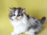 Persian Iran Dollface Bicolor - Bayrama Özel Uygun