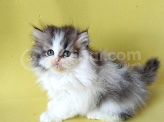 Persian Iran Dollface Bicolor - Bayrama Özel Uygun görsel