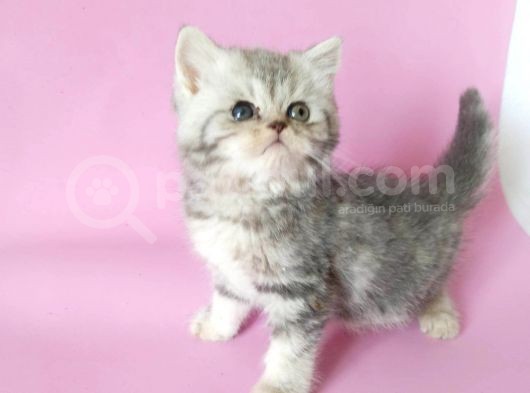 British Sorthair Silver Tabby - Bayrama Özel Uygun görsel