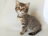British Sorthair Brown Tabby - Bayrama Özel Uygun
